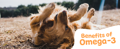 Go Glossy this Summer: Benefits of Omega-3 in Dog