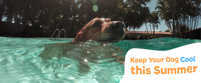 Keep Your Dog Cool this Summer: At Home & Outdoors