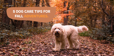 5 Dog Care Tips for Fall Adventures