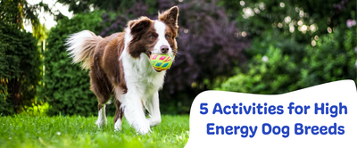 5 Activities for High Energy Dog Breeds