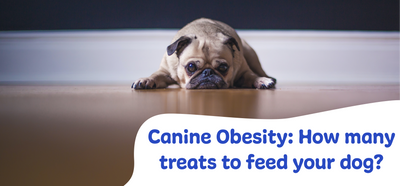Canine Obesity: How many treats to feed your dog?