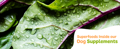 Superfoods Inside our Dog Supplements